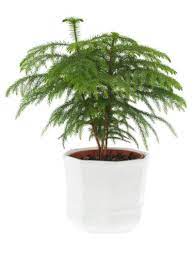 Norfolk island pine is a special case of ornamental tree. Norfolk Pine Care Indoors Tips For Care Of A Norfolk Island Pine Plant