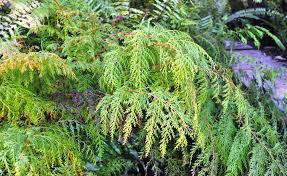 Image result for Hymenophyllum