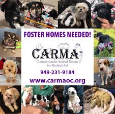 Oc's covid cases double, 59 patients remain in intensive care; Mission Park Pet Hospital Home Facebook