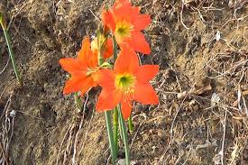 Image result for Hippeastrum puniceum