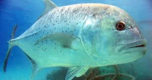 Pemberian nama kepada buah hati merupakan hal yang sangat penting. Yuk Mengenal Jenis Jenis Ikan Laut Bernilai Ekonomis Tinggi Superperikanan