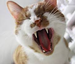 Disneyland has a lot of feral cats (with an important job). 9 Amazing Facts About Cats