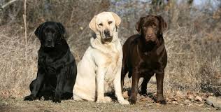 Labrador Colors The Secrets Of Labrador Color Inheritance