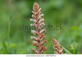 Image result for Orobanche minor