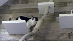 Antonio Ballatore Transforms A Cramped Condo With 2 Cats A Rescue Dog The Sledgehammers Come Out As The Team Knock Down Kitchen Cats Pet Spaces Cat Climbing
