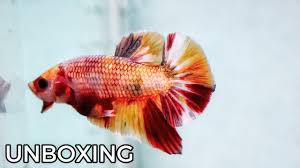 Cari produk ikan hias lainnya di tokopedia. Unboxing Ikan Cupang Nemo Copper Youtube