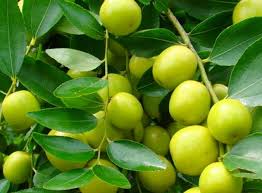 Kehebatan lain dari tumbuhan ini adalah untuk digunakan sebagai obat bagi orang yang tengah sakit demam dengan cara. Senarai Khasiat Buah Bidara Untuk Manusia No 10 11 Benar Benar Mengejutkan