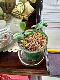 Image result for Dasylepis eggelingii