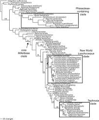 Image result for Ophrestia radicosa