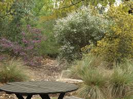 Gardeners canberra is a locally owned gardening business, servicing the act in all areas of garden maintenance. Local Plants For Gardens In Canberra And The Act Ecobits Australia