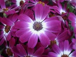 Image result for Cineraria