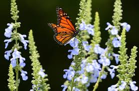 We did not find results for: 8 Super Fragrant Flowers That Pollinators Love Birds And Blooms
