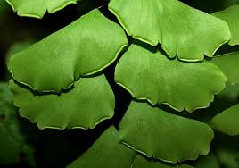 Image result for Adiantaceae