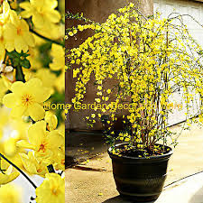 We did not find results for: 5 Cuttings 12 Chinese Bright Yellow Flowers Winter Jasmine Vine Shrub Plant Ebay