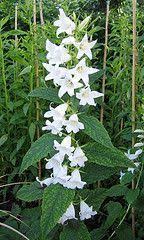 Check spelling or type a new query. Campanula Latifolia White Bellflower Perennial Zone 5 24 35 Inches Full S Bellflower Campanula In 2020 Plants That Like Shade Perennials Flowers Perennials