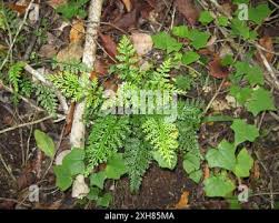 Image result for Asplenium rutifolium