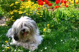 Can Hibiscus Flowers Hurt Dogs If They Eat The Blooms? - Quora