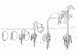 Free coloring pages to download and print. Life Cycle Of A Plant Coloring Page Coloring Home