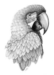 Detailed pencil drawings of people & animals. The Painted Parrot Drawings Bird Drawings Animal Drawings Parrot Drawing