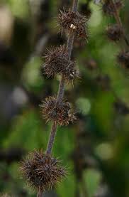 Image result for Triumfetta pilosa