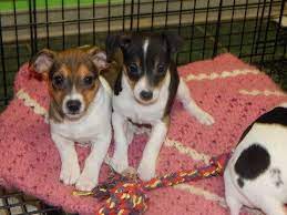 Rat Terrier Puppy For Sale In Hammond In Usa Adn 60536 On Puppyfinder Com Gender Male Age 8 Weeks Old Rat Terrier Puppies Rat Terriers Rat Terrier Dogs