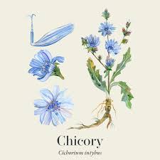 Image result for Cichorium