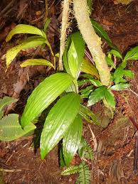 Image result for Corymborkis