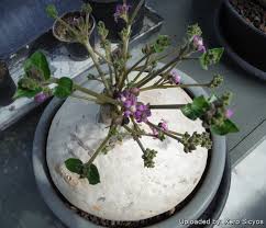 Image result for Raphionacme hirsuta