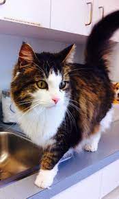 Petdetail Petfinder Beautiful Cats Dog Friends Cats