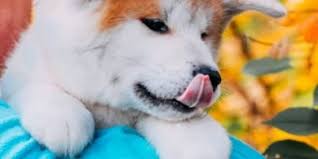 Japon Akita Kopegi Japon Akita Kopegijapon Akita Kopegijapon Akita Kopegi Sizlere Sunmus Oldu Akita Kopek Hayvan