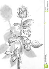 However, if you want to draw a cartoon apple, we. Pencil Drawings Nature Flowers Pencildrawing2019
