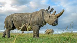 With java 8, nashorn, a much improved javascript engine is introduced, to replace the existing rhino. Ganz Kurz Vorm Aussterben Forscher Schaffen Dritten Nashorn Embryo N Tv De