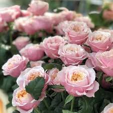 Dripping in flowers and crammed with churchill memorabilia, the churchill arms is one of london's most recognisable and famous watering holes. Rose Notting Hill Ecuador 40cm Wholesale Dutch Flowers Florist Supplies Uk