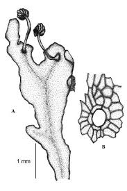 Marchantia Polymorpha L A Habito Con Esporofito B Detalle De Uno De Download Scientific Diagram