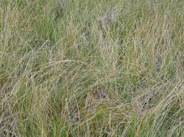 Image result for Eleocharis naumanniana
