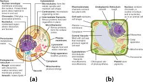 We did not find results for: Download This Illustration Shows A Typical Eukaryotic Animal Microfilaments In A Plant Cell Full Size Png Image Pngkit