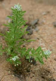 Image result for Basananthe pedata