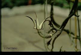 Image result for Ceropegia stenantha