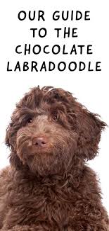 It is classified as an uncommon pet and can be hatched from a cracked egg, pet egg, or royal egg. Chocolate Labradoodle Fun Facts Top Tips Your Favorite Brown Dog