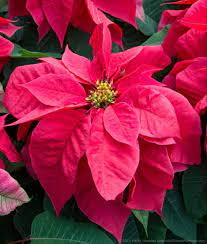 Santa Claus Poinsettias Poinsettias 2015 Part 1 Poinsettia Plant Winter Flowers Beautiful Flowers Pictures