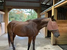 For more information about outlast™supplement and other feeds and the purina® equine gastric. Omolene 400 Complete Advantage Complete Horse Feed Purina