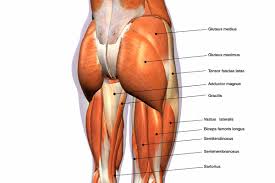 Leg exercises can be divided into three categories, based on the area of the leg that is most used during the exercise. Gluteus Anatomy And 4 Effective Exercises For Your Training