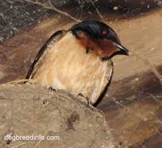 The barn swallow is the most abundant and widely distributed bird in the world. List Of Types Of Swallow Birds In The Wild