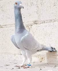 Pin By Raed M Alazzeh On Middle East Pigeons Birds Animals Pigeon