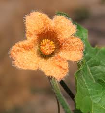 Image result for Coccinia adoensis