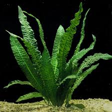 Image result for Aponogeton desertorum