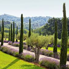 Architectural Digest On Instagram Olive Trees Lavender And Provencal Cypress Line The Entr Olive Trees Landscape Landscape Design Mediterranean Landscaping
