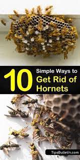 We want to get rid of your problem and keep you safe. 10 Simple Ways To Get Rid Of Hornets Get Rid Of Wasps Wasp Nest Removal Wasp Repellent