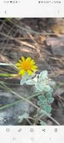 Image result for Senecio aetfatensis