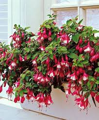 Fantastic Fuschia Indoor Flowers Fuchsia Flowers Fuchsia Plant